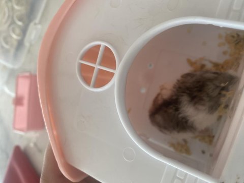 Genç veya yetişkin hamsterlar