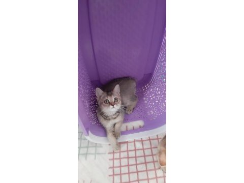 Black golden british shorthair prenses