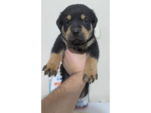 Koca kafa anne babadan kalıtelı köpekler kaçmaz