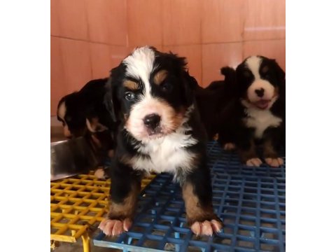 Bernese mountain dog