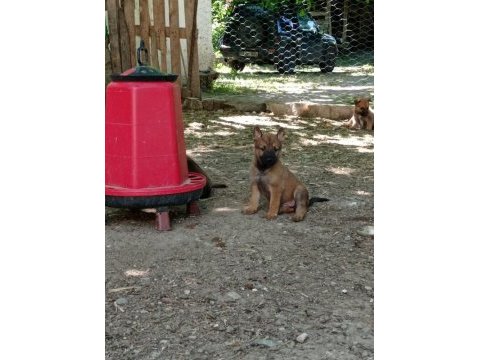 2 aylık belçika malinois