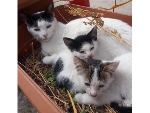 3 aylık minikler yuva arıyor tekir