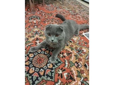1,5 yaşında british shorthair oğlumuz alfa sahiplendirilecek