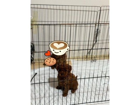 Toy poodle dişi erkek