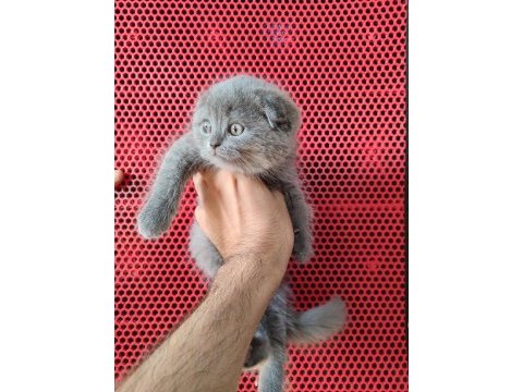A kalite dişi erkek top kafa scottish fold yavrularımız