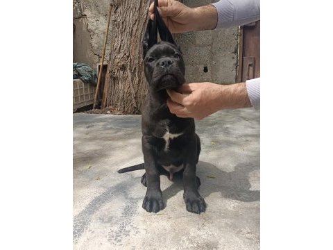 Fcı/kıf a class şecereli show kalitede cane corso yavrular
