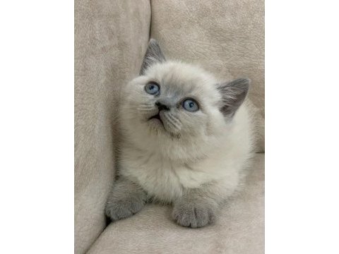 Safkan ayı surat british shorthair erkek