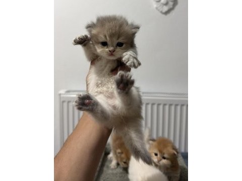 Üst düzey safkan british golden bebekler