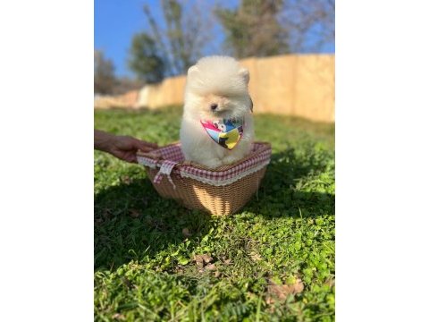 Pomeranian boo dişi ve erkek yavrular