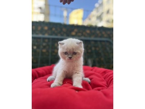 Biblo scottish fold blue point yavrular