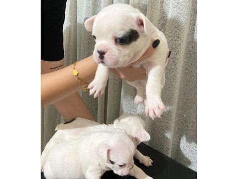 3 erkek french bulldog