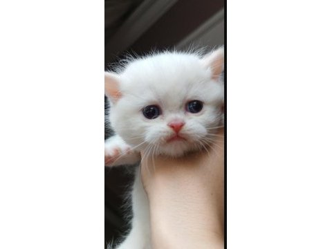 British shorthair red point erkek