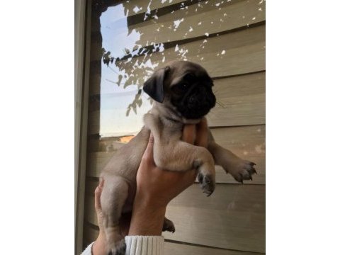 Pug gül kuyruk köpekler