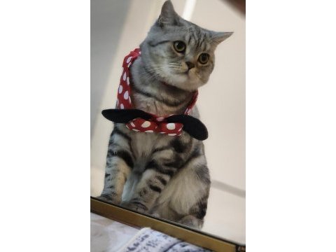 Uysal akıllı british shorthair kedimiz