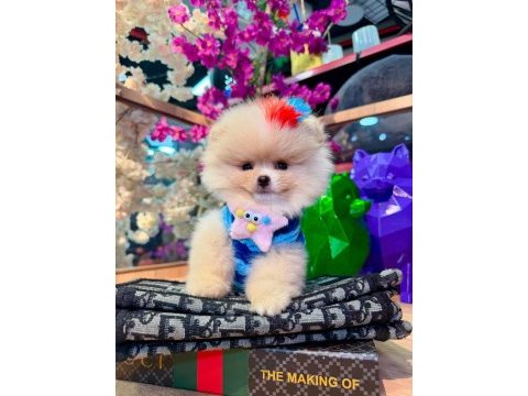 Pomeranian boo köpeği
