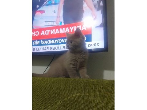 British shorthair 1 şubat doğumlu
