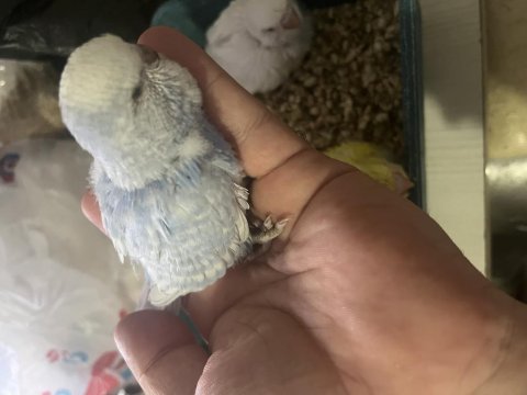 Jumbo muhabbet kuşu yavrular