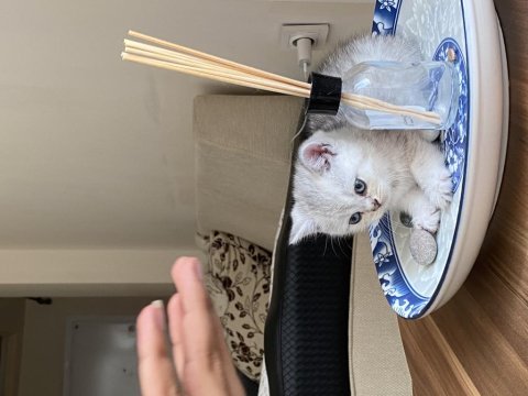 Chinchilla yavrularımız yeni ailelerini bekliyorlar