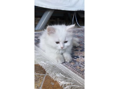 Beyaz british longhair