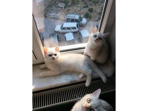 Safkan british shorthair mükemmel bir gen taşıyor