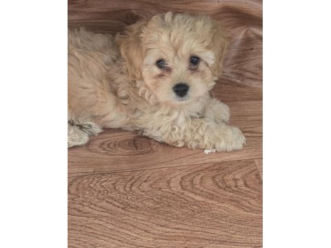 Maltipoo 2 aylık dişi ve erkek