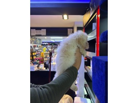 Beyaz tüy dökmez maltipoo bebekler
