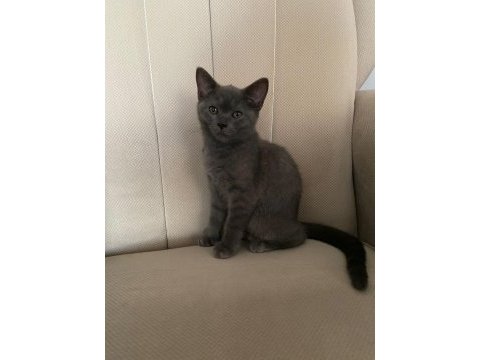 2.5 aylık oyuncu british shorthair