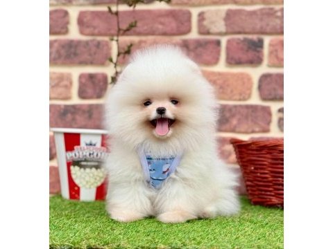 Pomeranian boo köpeğimiz