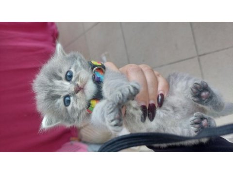 Russian blue ve british longhair kırma yavrular