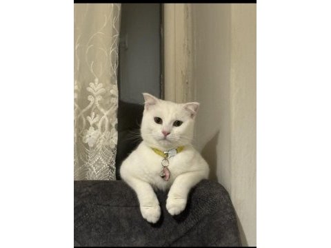 Luna isimli dişi kedime eş arıyorum