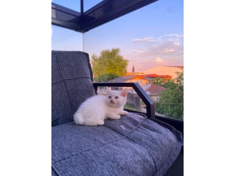 Bembeyaz yavru british shorthair