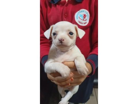 Yavru safkan dişi chihuahua
