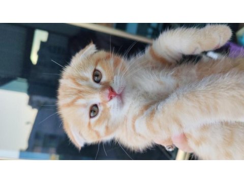 Kedimiz bobi yeni evini arıyor