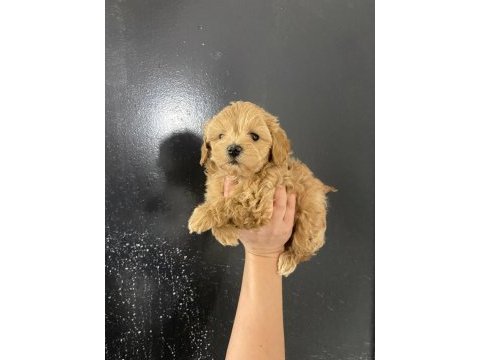 Kore teacup gerçek maltipoo orjinal
