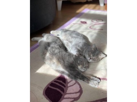 Yetişkin dişi kedimiz ücretsiz sahiplendirilecektir