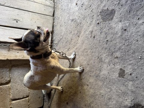 Yetişkin dişi french bulldog