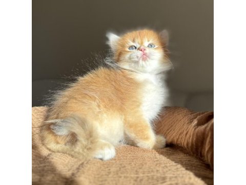 Golden ny12 mükemmel kalite british longhair
