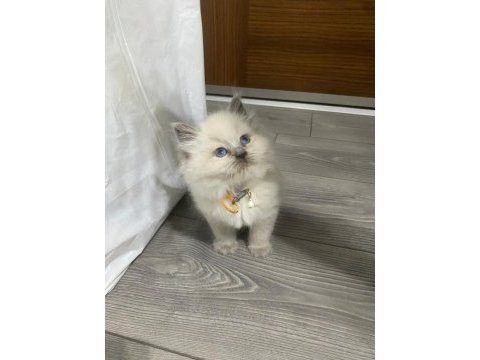 British longhair 60 günlük blue poınt
