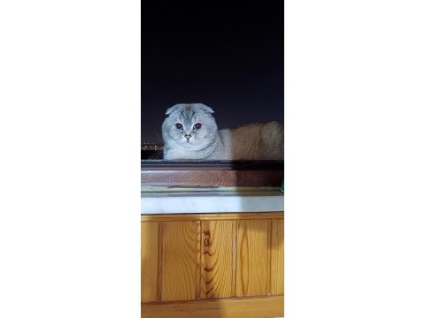 Scottish fold oğluma eş arıyorum