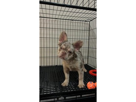 Özel renk nadir french bulldog yavrular