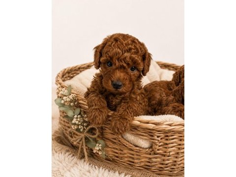 Zeka küpü sevgi dolu ve çok eğlenceli poodle