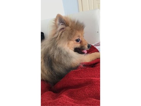 Pomeranian 4 buçuk aylık dişi yavru