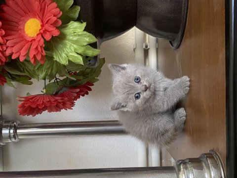 Bebeklerimiz yeni sahiplerini bekliyor