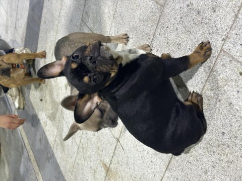 7 aylık anatomi ve renk güzeli french bulldog tina
