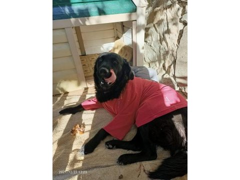 Acil yuva paşa ömürlük golden retriever sahibini arıyor