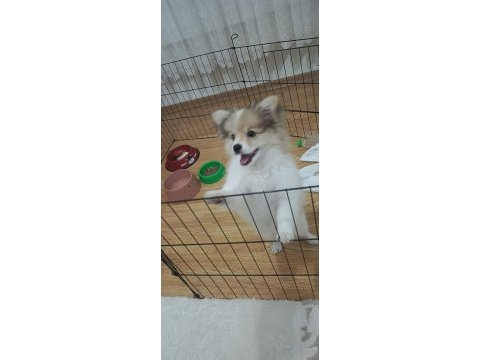 Köpeğimiz paşa ilanda
