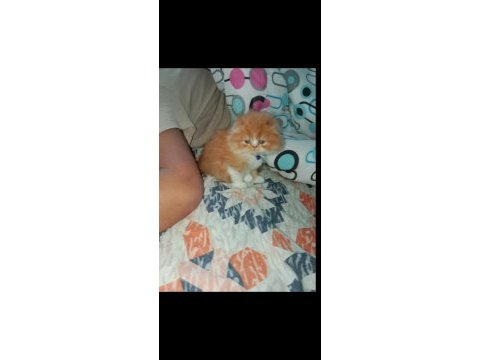 Yavru exotic shorthair (açıklamayı oku)