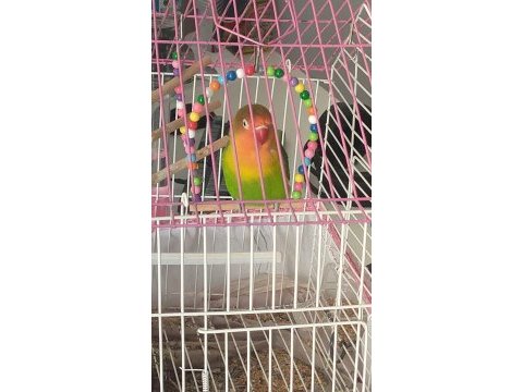 6 aylık cennet papağanı