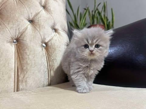 British longhair kedimiz