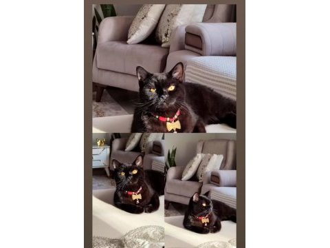 Güzel british shorthair kızım lucy e ömürlük yuva arıyoruz